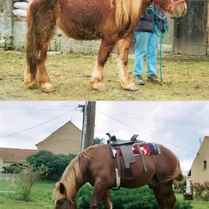 Kabelky, které zachraňují týrané koně