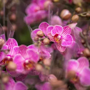 Výstava orchidejí v Botanické zahradě v Praze: Královny květin, které vládnou intrikám.