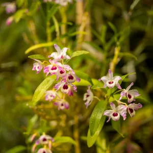 Výstava orchidejí v Botanické zahradě v Praze: Královny květin, které vládnou intrikám.