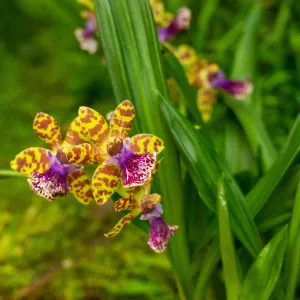 Výstava orchidejí v Botanické zahradě v Praze: Královny květin, které vládnou intrikám.