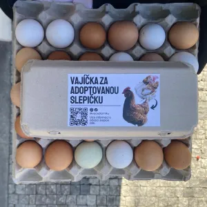 Vejce z kurníku: Adoptuj slepičku a podpoř chov bez klecí