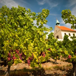 Víno, burčák a živá hudba: Vinobraní ožije na Vinici sv. Kláry v Praze