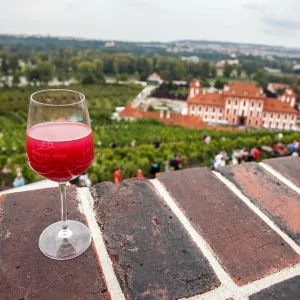 Víno, burčák a živá hudba: Vinobraní ožije na Vinici sv. Kláry v Praze