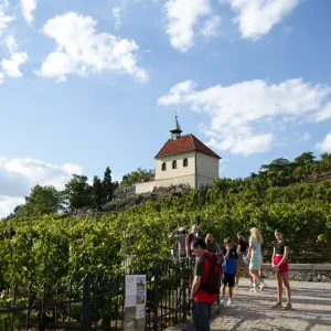 Víno, burčák a živá hudba: Vinobraní ožije na Vinici sv. Kláry v Praze