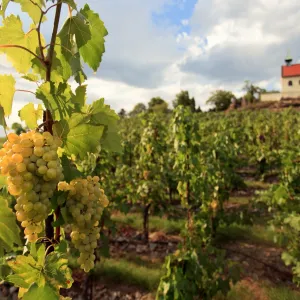 Víno, burčák a živá hudba: Vinobraní ožije na Vinici sv. Kláry v Praze