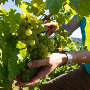 Víno, burčák a živá hudba: Vinobraní ožije na Vinici sv. Kláry v Praze