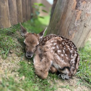 Začátek léta je v táborské zoo ve znamení mláďat