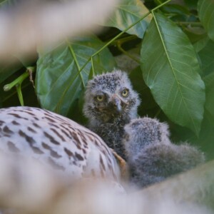 ZOOPARK ZÁJEZD - DNY ADOPTIVNÍCH RODIČŮ