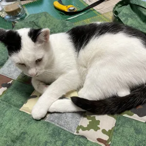 Pomoc pro kočičí útulek ze Znojma