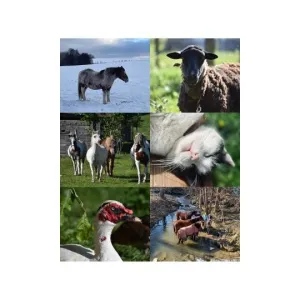 Koně v důchodu i zachráněné kočky