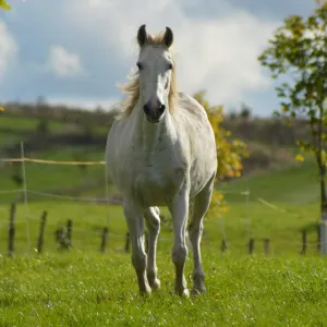 Koně v důchodu i zachráněné kočky