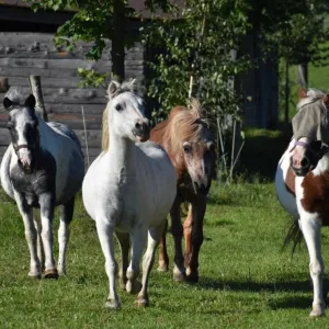 Koně v důchodu i zachráněné kočky