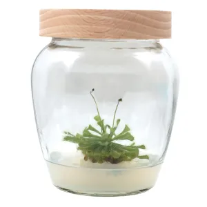 Kosmítka z Plantaxie: rostliny, které rostou samy