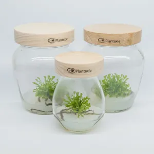 Kosmítka z Plantaxie: rostliny, které rostou samy