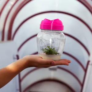 Kosmítka z Plantaxie: rostliny, které rostou samy