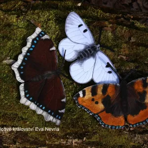 Filcové království z Mohelnice