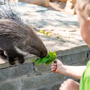 Od lvů po přespání mezi zvířaty. Jak funguje Zoo Chleby v praxi