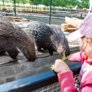 Od lvů po přespání mezi zvířaty. Jak funguje Zoo Chleby v praxi