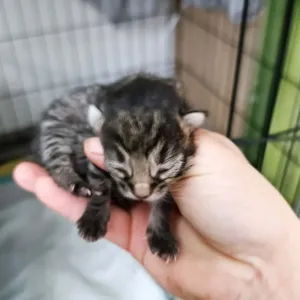 Spolek Lázeňské kočky pomáhají toulavým zvířatům v Mariánských Lázních