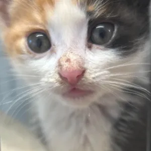 Spolek Lázeňské kočky pomáhají toulavým zvířatům v Mariánských Lázních