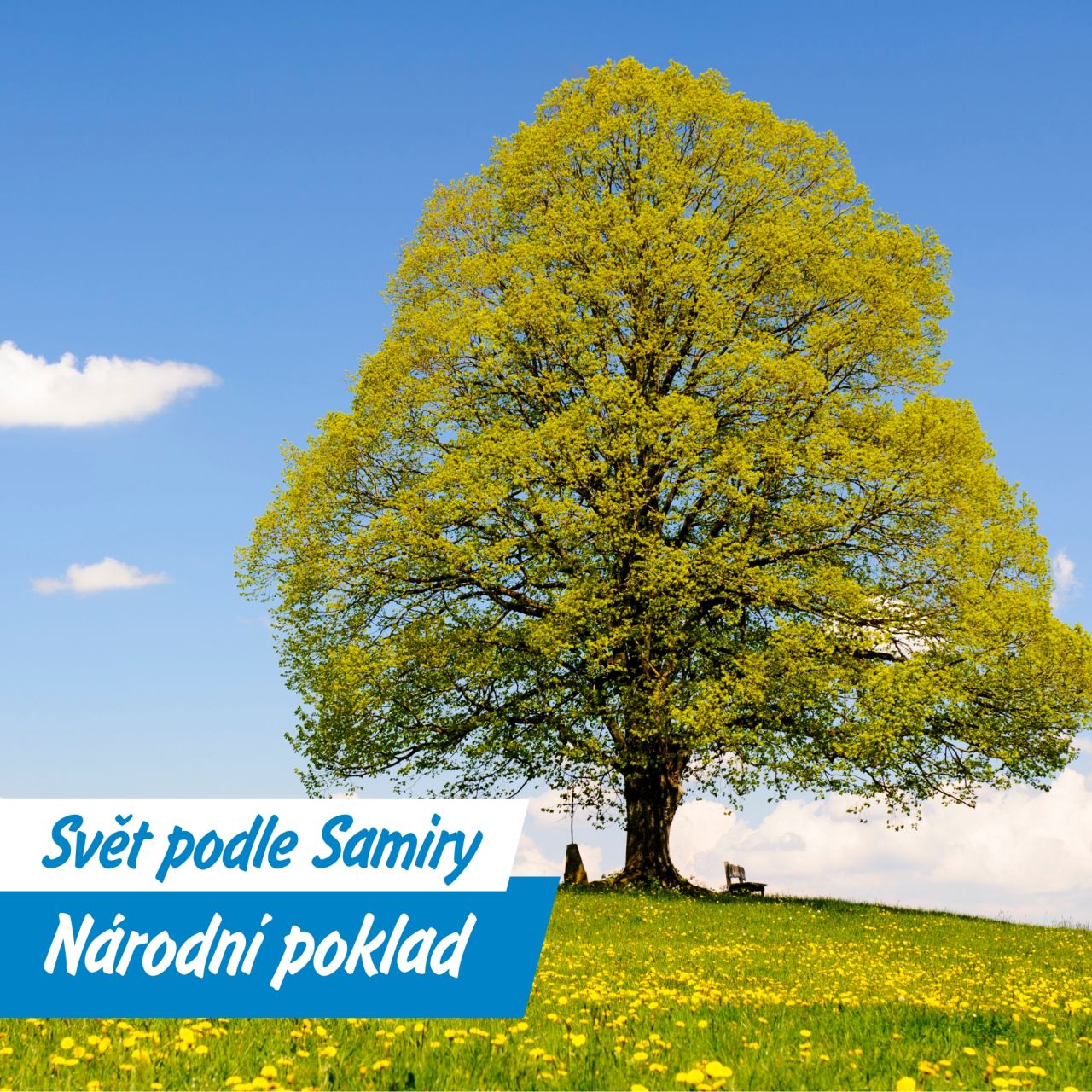 Proč je lípa národním stromem | Aktuálně | Rádio BLANÍK