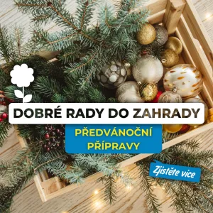 První adventní neděle a předvánoční přípravy