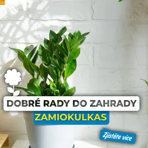 Jak pečovat o zamiokulkas, aby se mu dařilo?