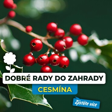 Cesmína – vánoční symbol a elegantní ozdoba vaší zahrady