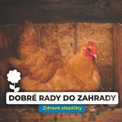 Zázračný česnek: Tajemství zdravých slepic a bohaté snůšky vajec