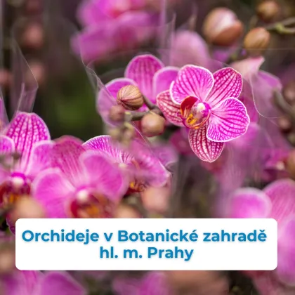 Výstava orchidejí v Botanické zahradě v Praze: Královny květin, které vládnou intrikám.