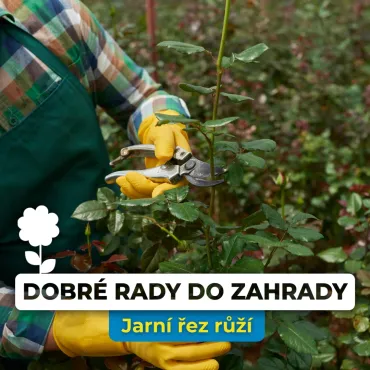 Jarní řez růží: Klíč k bohatému kvetení a zdravým keřům