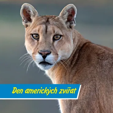 Den amerických zvířat v ZOO Tábor