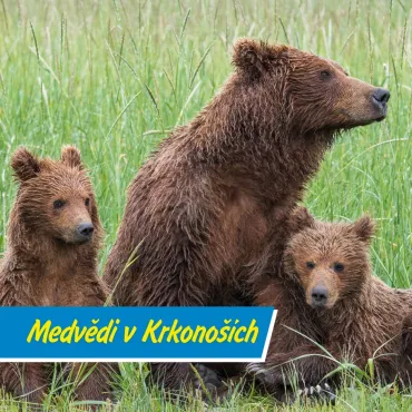 U Stezky korunami stromů v Janských Lázních budou žít medvědi