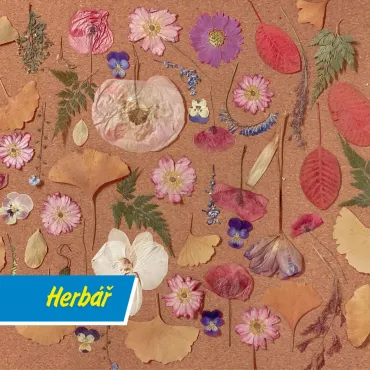 Proč je dobré si udělat vlastní herbář: návrat k přírodě