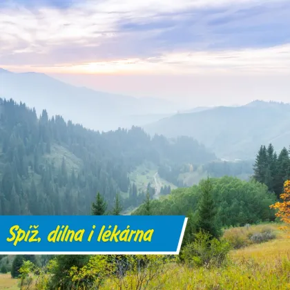 Co sbírat v lese kromě hub