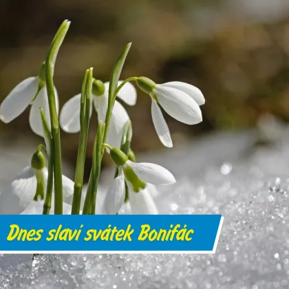 Zmrzlí muži odchází