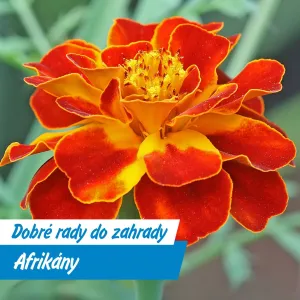 Afrikány: Krása, která chrání vaši zahradu