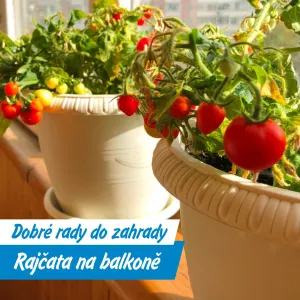 Rajčata z balkonu? Jde to snadněji, než si myslíte