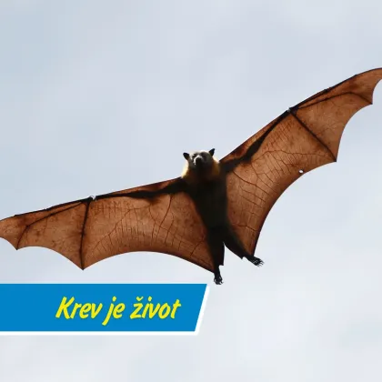 Drákula se měl původně jmenovat Count Wampyr