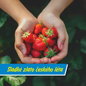 Co jste nevěděli o jahodách