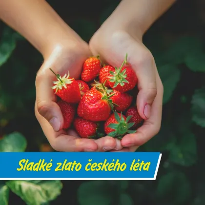 Co jste nevěděli o jahodách