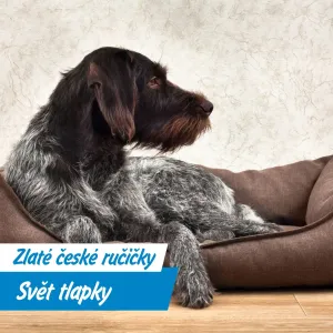 Ze srdce Beskyd až k vašemu mazlíčkovi: Dřevěné doplňky od značky Svět tlapky