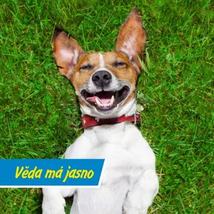 Cítí se váš mazlíček trapně?