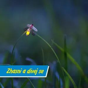 Můžeme ještě zachránit světlušky?