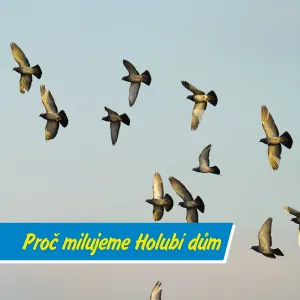 Melancholie, holubi a Schelinger