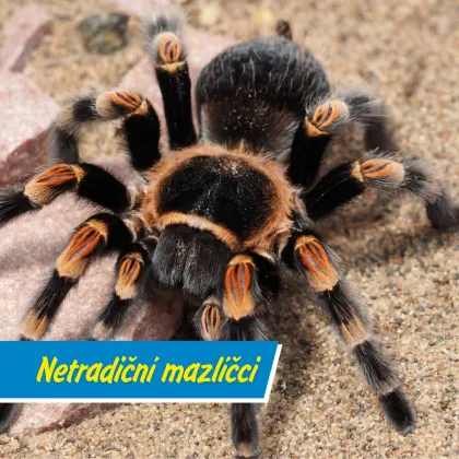 Co takhle tarantule nebo létající veverka?