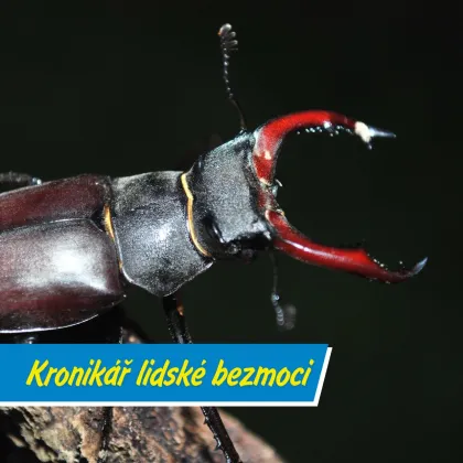 Co znamená, když je něco „kafkovské“?