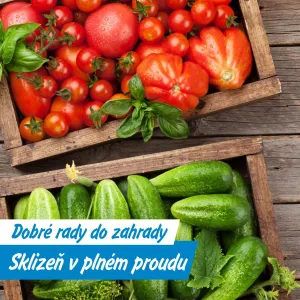 Zahrada v plné síle: Červenec patří rajčatům, paprikám i bylinkám
