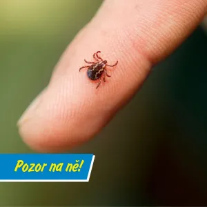 Klíšťata v Česku