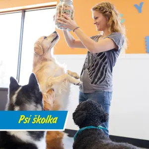 Psí školky v kurzu: Pejsci si hrají, majitelé mají klid